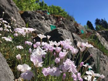Close-up of white flowering plants on field