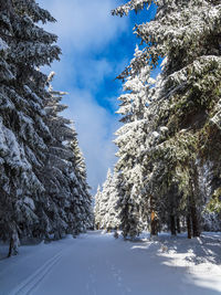 Road amidst trees against sky