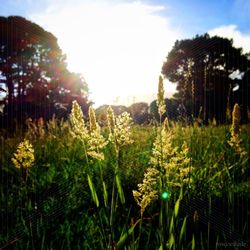 Plants growing on field