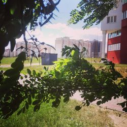 Trees and buildings against sky