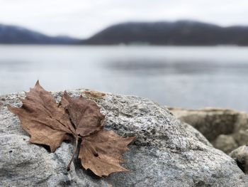 Close-up of maple leaf on rock against sky