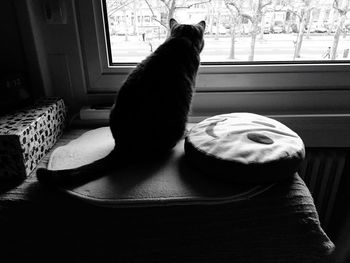 Cat on table