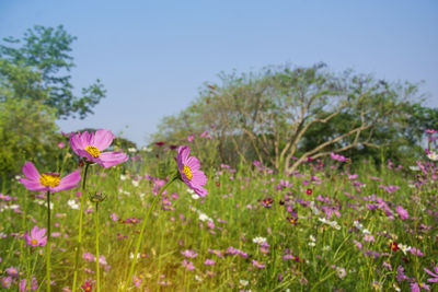 Close-up of pink cosmos flowers on field