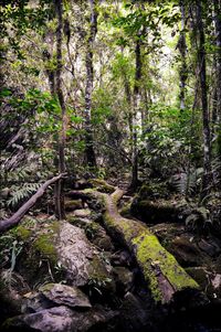 Trees growing in forest