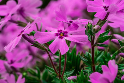 Close-up of pink flowering plant