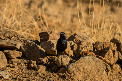 Bird perching on rock