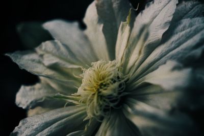 Close-up of flower blooming outdoors