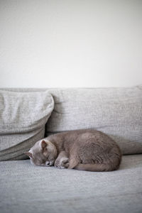 British shorthair cat sleeping on the sofa