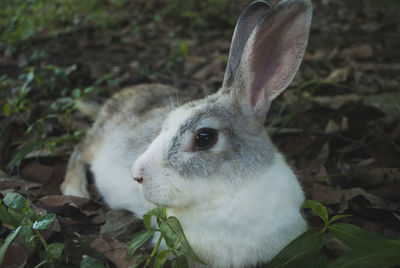 Close-up of rabbit on field