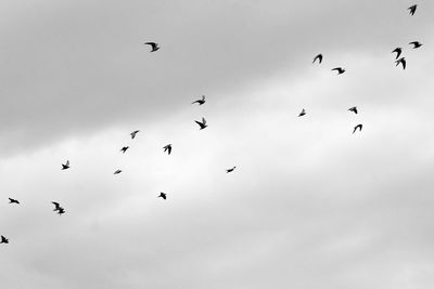 Low angle view of birds flying in sky