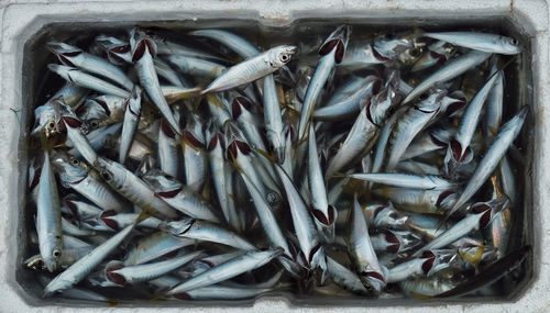 High angle view of fish in container