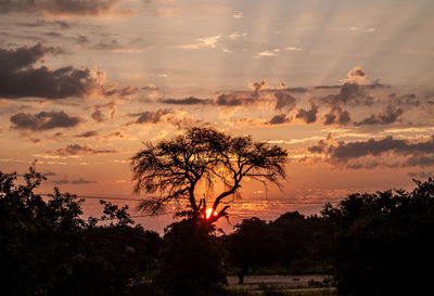 Silhouette trees against sky during sunset