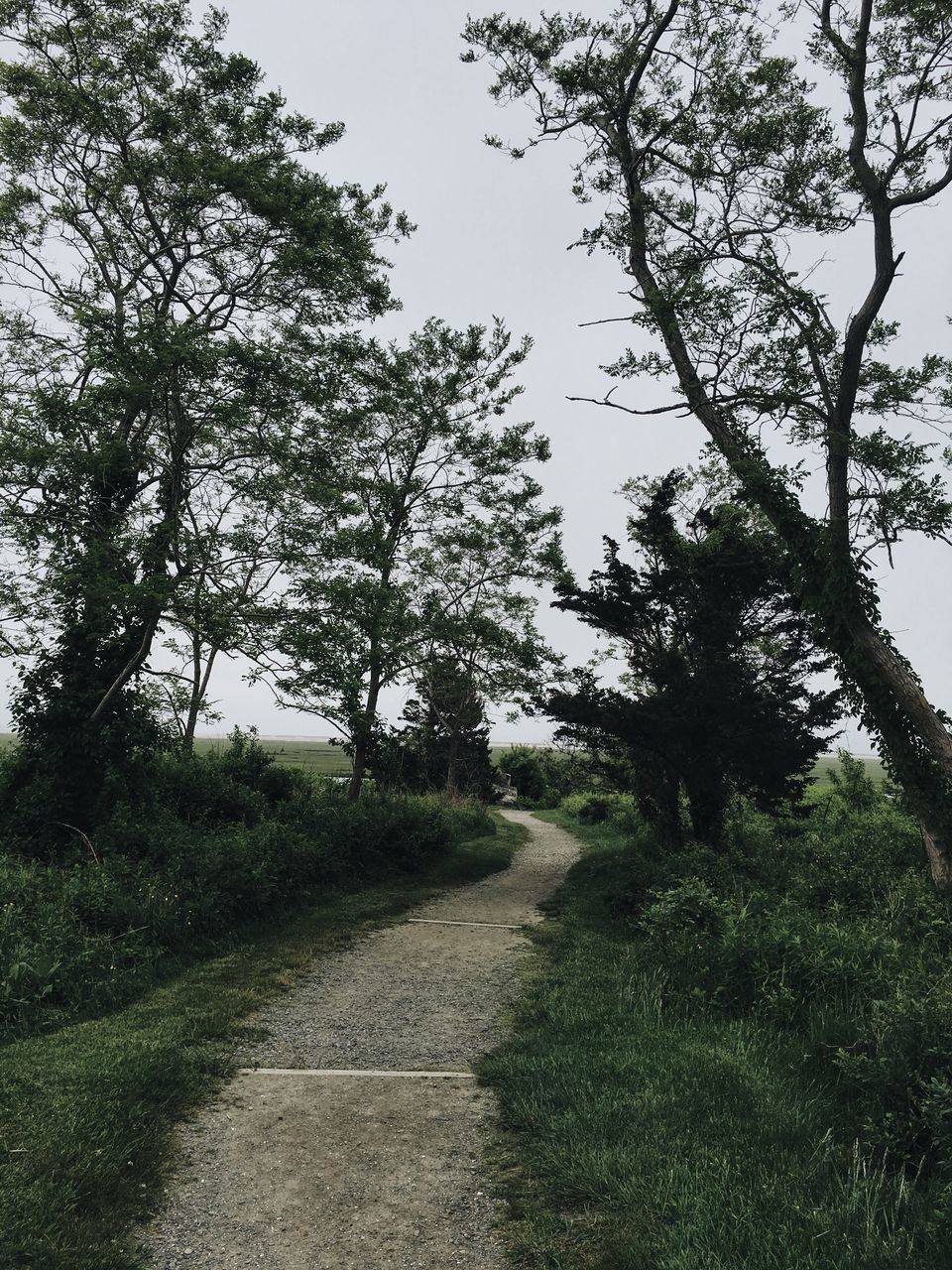 tree, the way forward, tranquil scene, tranquility, clear sky, dirt road, growth, nature, non-urban scene, diminishing perspective, scenics, beauty in nature, empty road, branch, field, day, footpath, outdoors, sky, long, dirty, green color, narrow, vanishing point, remote, no people, grassy