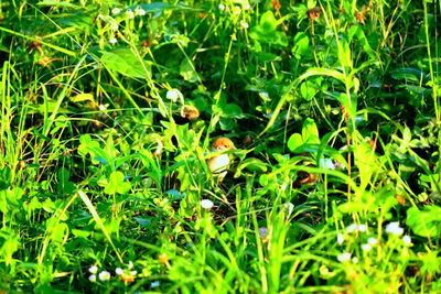 Close-up view of grass