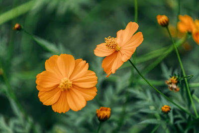 Close-up of orange flowering plant