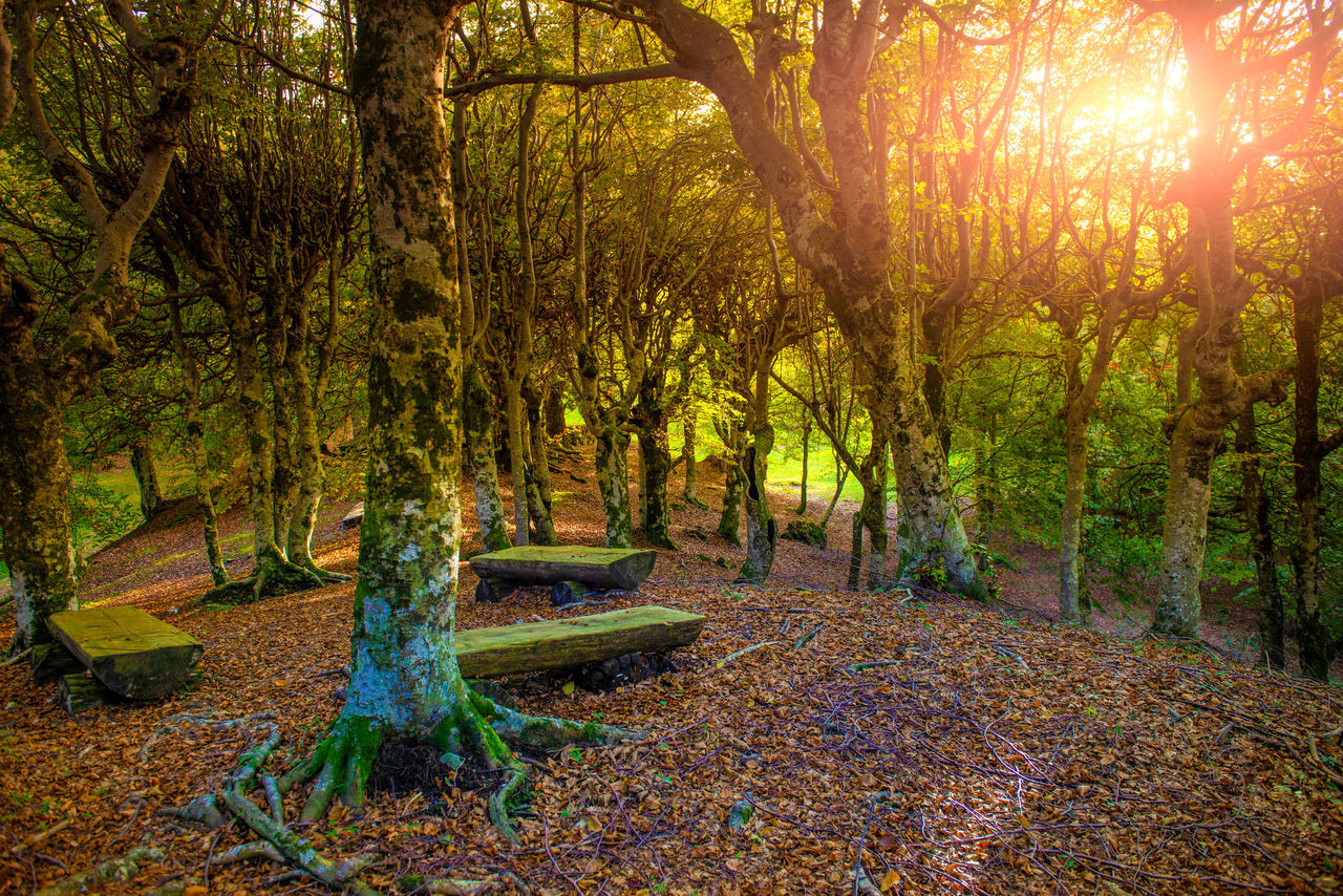 TREES IN A PARK