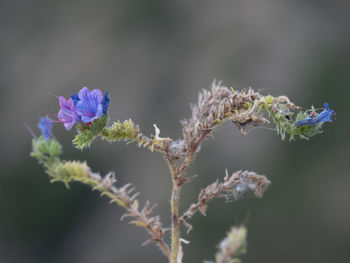 Close-up of purple flowering plant