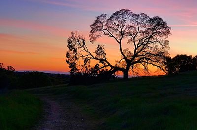 Silhouette trees on field against sky during sunset