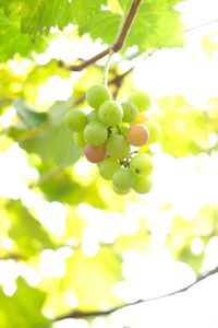 Close-up of fresh green leaves against sky