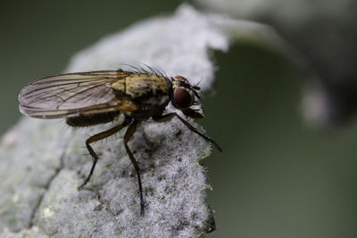 Close-up of insect