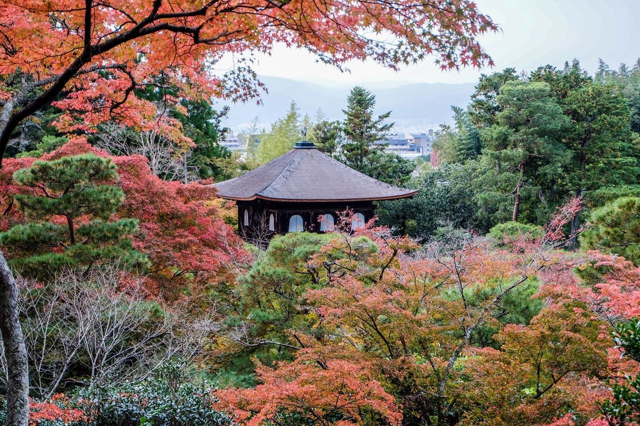 TREES AND PLANTS IN FOREST