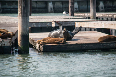 Horse relaxing in water