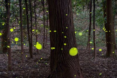 Plants growing in forest