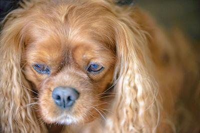 Close-up portrait of a dog