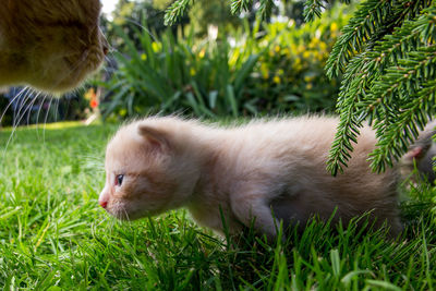 Close-up of a cat on field