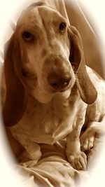 Close-up portrait of dog at home