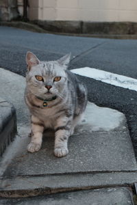 Portrait of cat sitting outdoors