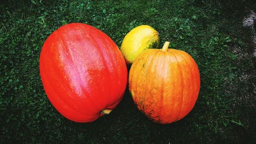 Close-up of oranges