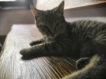 Close-up portrait of a cat