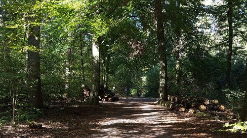 Footpath amidst trees in forest