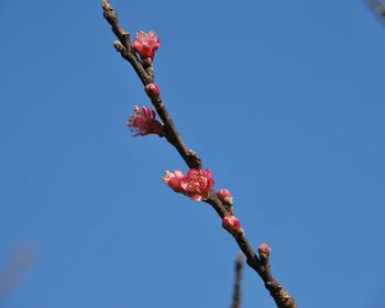 Low angle view of pink flowering plant against clear blue sky