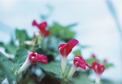 Close-up of pink flowering plant