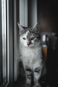 Close-up portrait of a cat at home