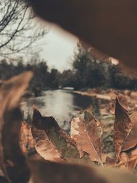 Close-up of dry maple leaves against blurred background