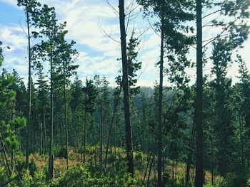 Trees on landscape against cloudy sky