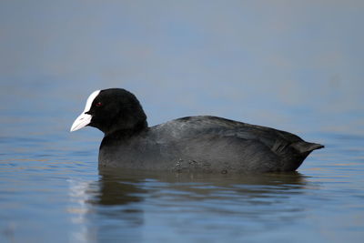 Eurasian or common coot, fulicula atra, portrait on the water