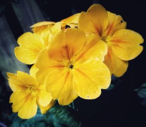 Close-up of yellow flowers blooming against black background