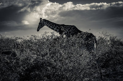 Low angle view of horse flying over landscape against sky