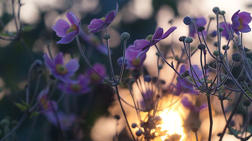 Close-up of purple flowering plants