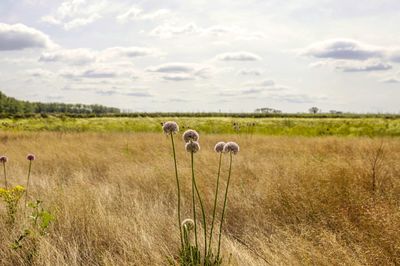 View of sheep on field