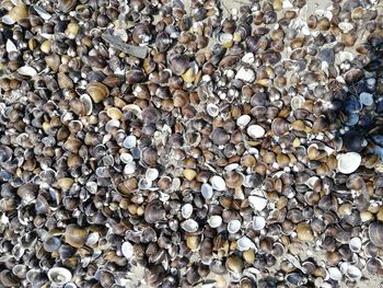 Directly above shot of shells on rock