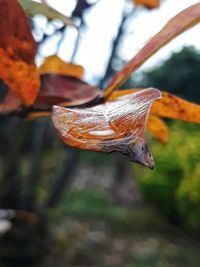 Close-up of orange leaves