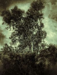 tree