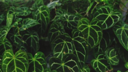 Full frame shot of fresh green plants