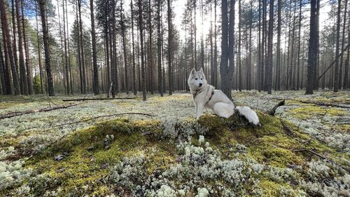 Sheep in forest