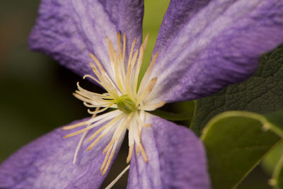 Close-up of purple flowering plant